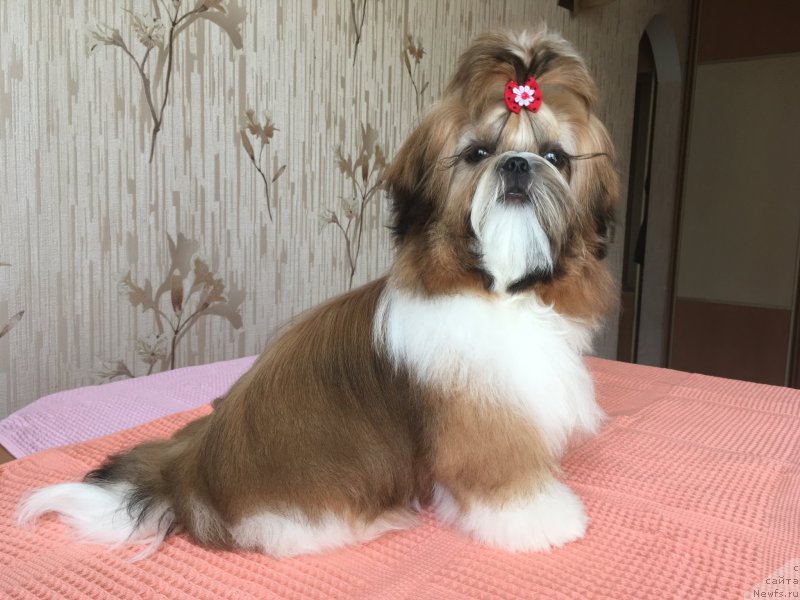 Фотография № 227118