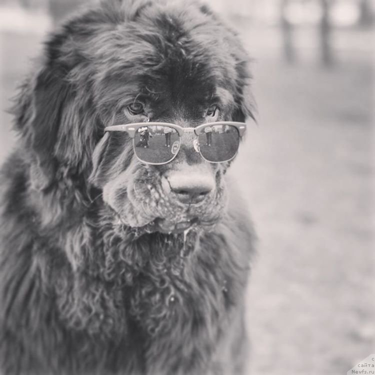 Фото: ньюфаундленд Chernaya Mafia Big Bang Theory (Черная Мафия Биг Банг Тхеору)