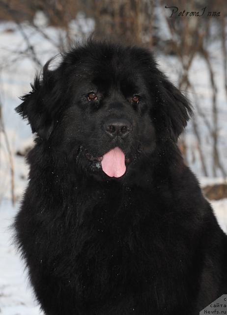 Фото: ньюфаундленд Masyanya Grand Byebi (Масяня Гранд Бэби)