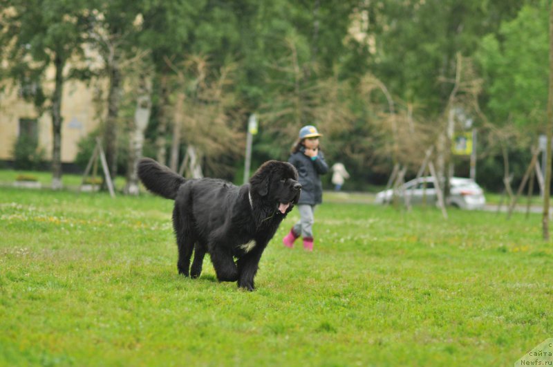 Фото: ньюфаундленд Chernaya Mafia Big Bang Theory (Черная Мафия Биг Банг Тхеору)