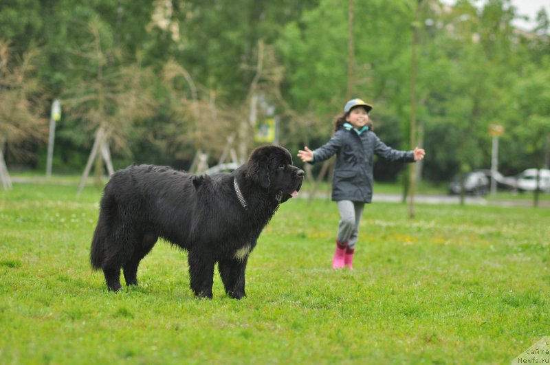 Фото: ньюфаундленд Chernaya Mafia Big Bang Theory (Черная Мафия Биг Банг Тхеору)