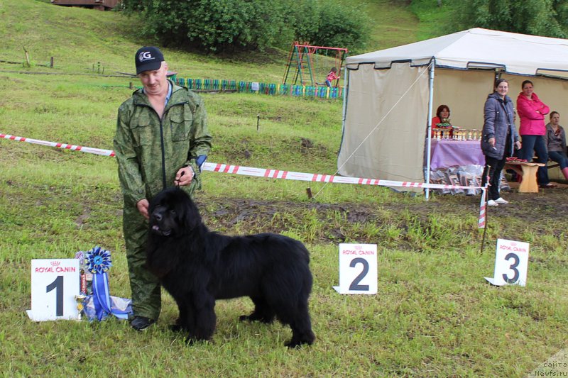 Фото: ньюфаундленд Naslednik Perseya YEklips (Наследник Персея Эклипс)