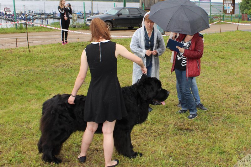 Фото: ньюфаундленд Modiliani is Antagrada (Модильяни из Антаграда)