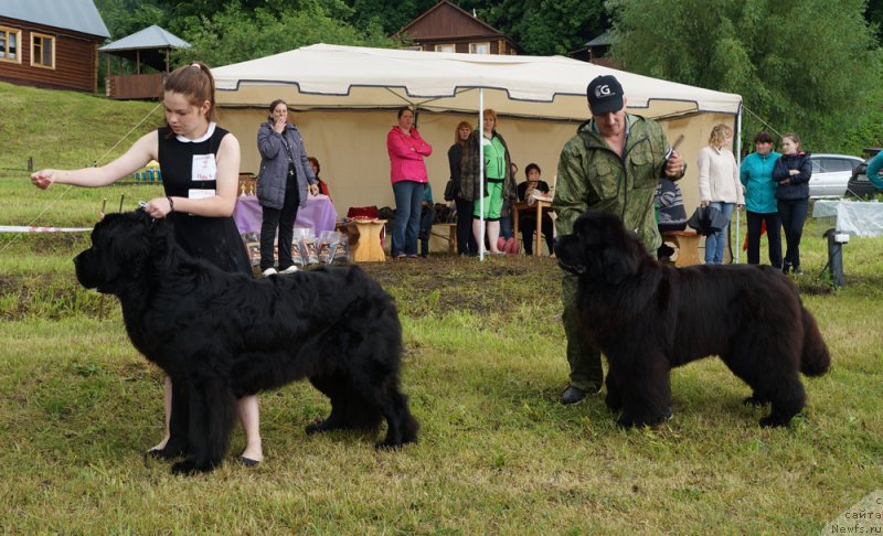 Фото: ньюфаундленд Modiliani is Antagrada (Модильяни из Антаграда), ньюфаундленд Simbad Pokoritel' Morey (Симбад Покоритель Морей)