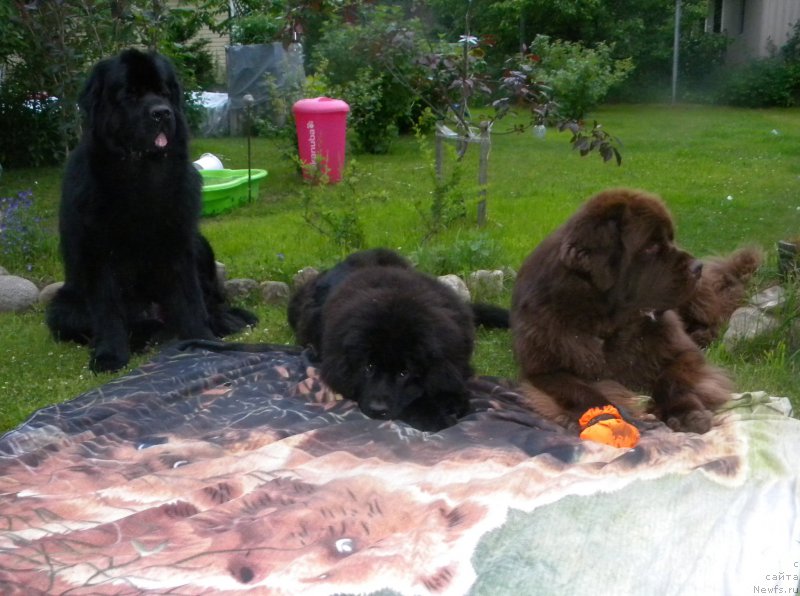 Фото: ньюфаундленд Aquatoriya Kelvin Kadril (Акватория Келвин Кадриль), ньюфаундленд Sent Djons Yustiniya Yuliya (Сент Джонс Юстиния Юлия), ньюфаундленд I Follow The Sun de L'Etoile de Cyrice