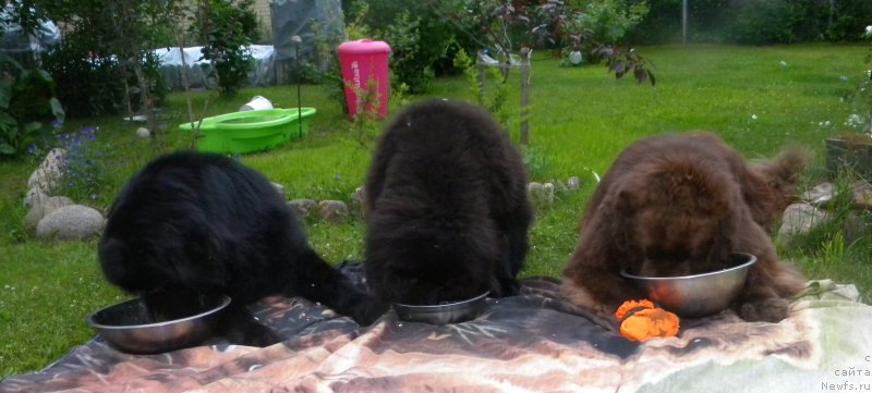 Фотография № 227151