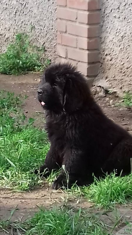 Фото: сука красная лента 2 мес.