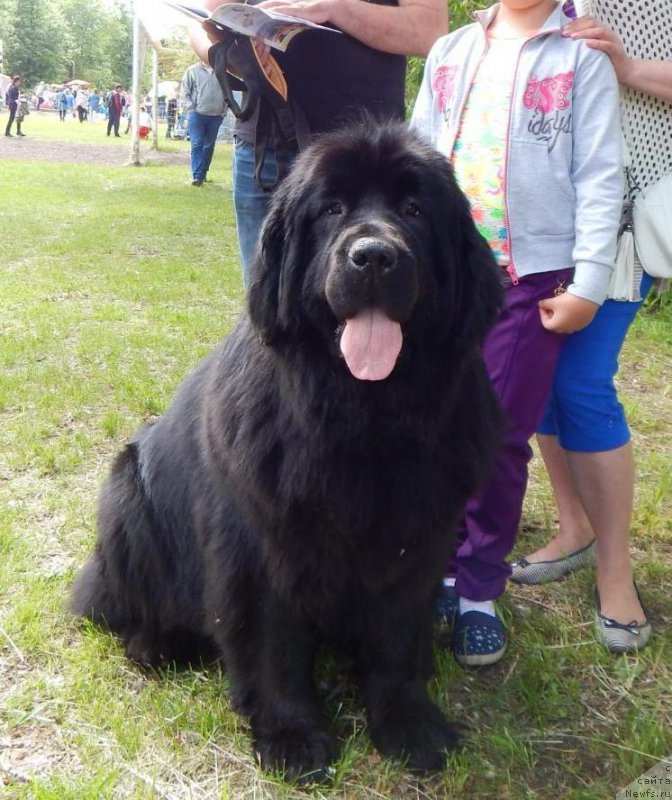 Фото: ньюфаундленд Akvian Song Normandiya (Аквиан Сонг Нормандия)