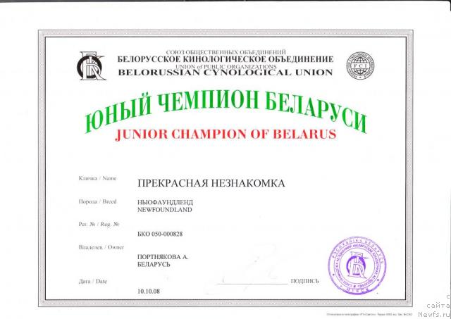 Фото: ньюфаундленд Prekrasnaya Neznakomka (Прекрасная Незнакомка)