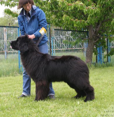 Фото: ньюфаундленд Recanto Maestro Divertisment