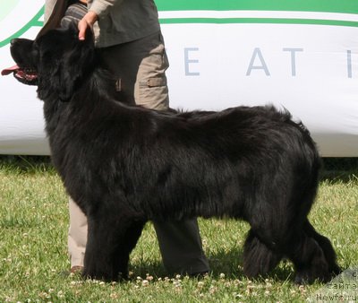 Фото: ньюфаундленд Recanto Maestro Dominicana