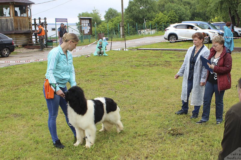 Фото: ньюфаундленд Super Bizon Russkaya Ruletka (Супер Бизон Русская Рулетка)