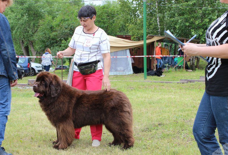 Фото: ньюфаундленд N'yufort Vivian (Ньюфорт Вивиан)