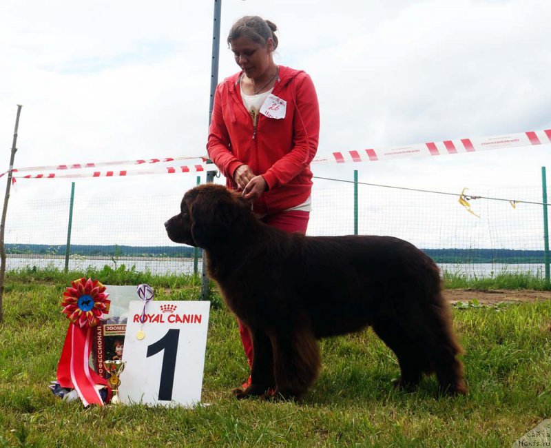 Фото: ньюфаундленд Naomi Tagoliri for Brouwnblood (Наоми Таголири фор Браунблад)