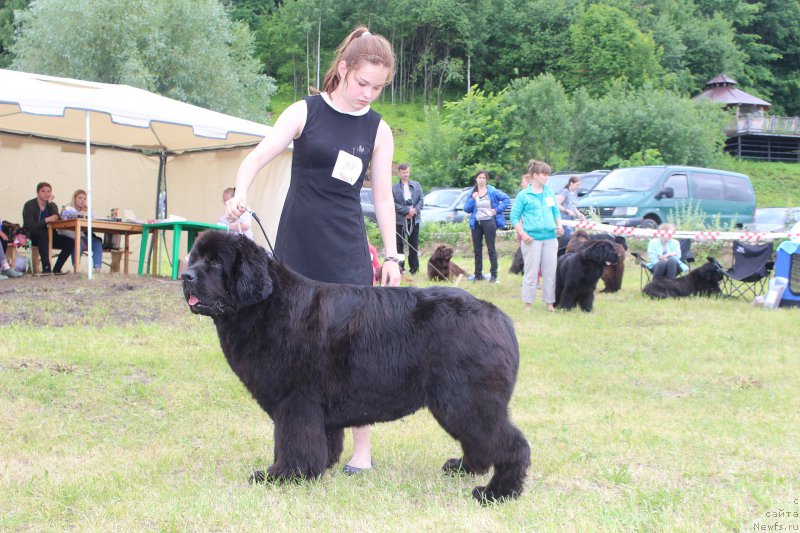 Фото: ньюфаундленд Mercedes Vialiki Miadzvedz (Мерседес Вялiкi Мядзведзь)
