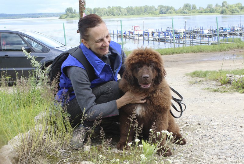 Фото: ньюфаундленд Brownblood MSK Drimi Ein (Браунблад МСК Дрими Эйн)