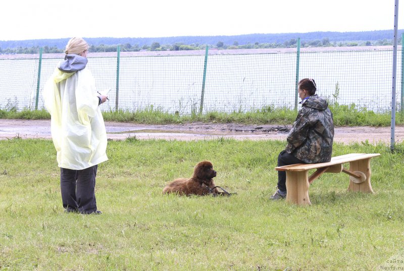 Фото: ньюфаундленд Brownblood MSK Drimi Ein (Браунблад МСК Дрими Эйн)