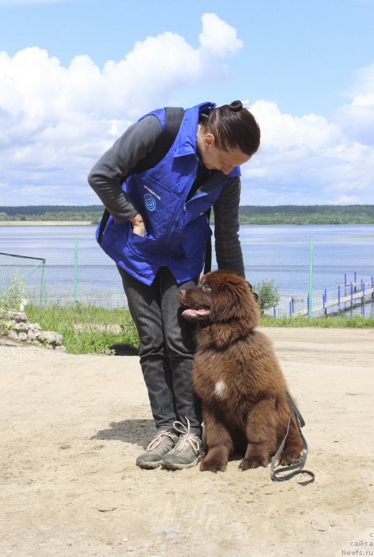 Фото: ньюфаундленд Brownblood MSK Drimi Ein (Браунблад МСК Дрими Эйн)