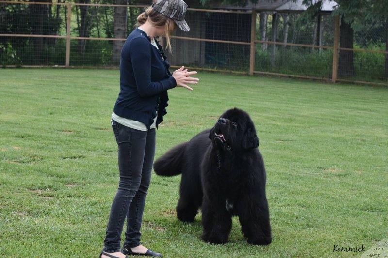 Фото: ньюфаундленд Sun Valleys Back In Black at Kammick