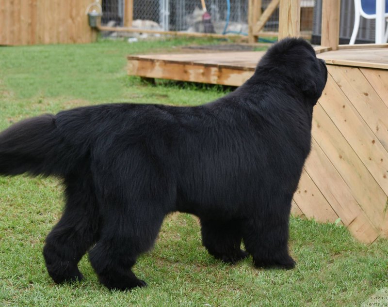 Фото: ньюфаундленд Sun Valleys Back In Black at Kammick