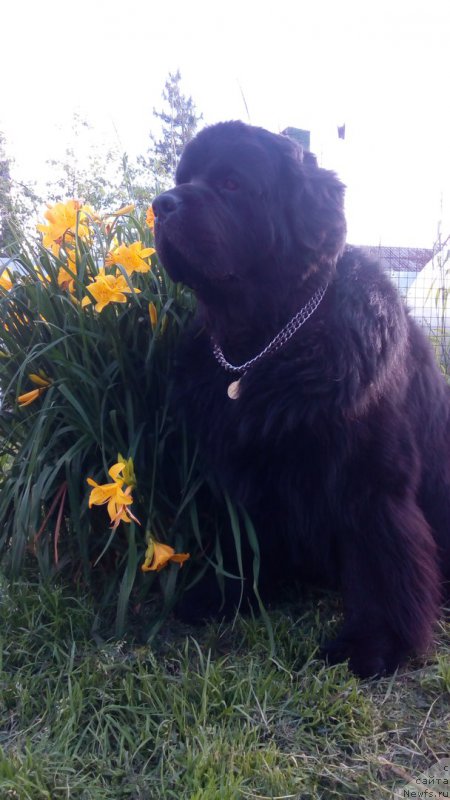 Фото: ньюфаундленд Dar Svezyi Sii YEnd YEdmire (Дар Свезы Сии Энд Эдмире)