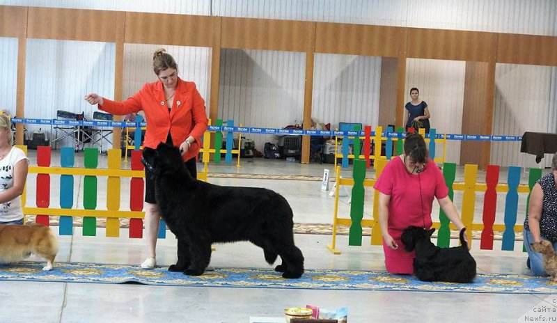 Фото: ньюфаундленд Super Premium Undercover Love (Супер Премиум Ундерковер Лове), Irina CHernikova (Ирина Черникова)