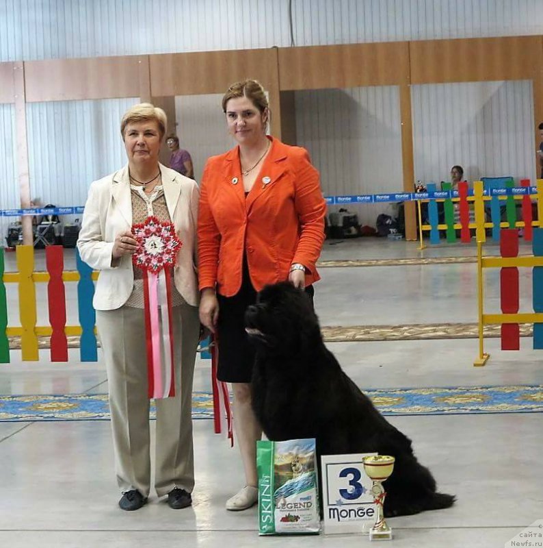 Фото: ньюфаундленд Super Premium Undercover Love (Супер Премиум Ундерковер Лове), Irina CHernikova (Ирина Черникова)