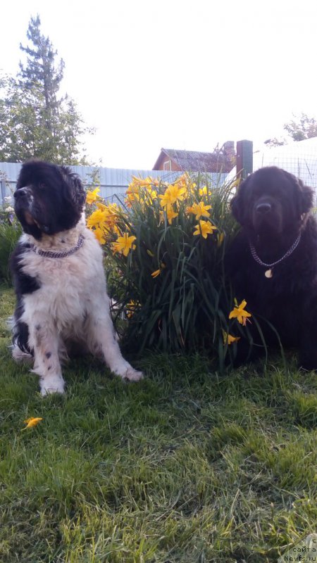 Фото: ньюфаундленд Stepnaya Pal'mira Edinstvennyiy Moy (Степная Пальмира Единственный Мой)