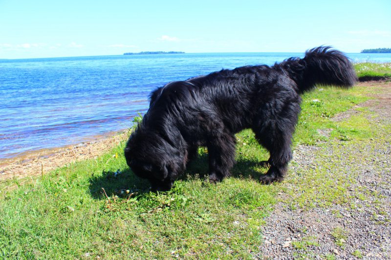 Фото: ньюфаундленд CHarl'z Balu Blek Biar (Чарльз Балу Блек Биар)