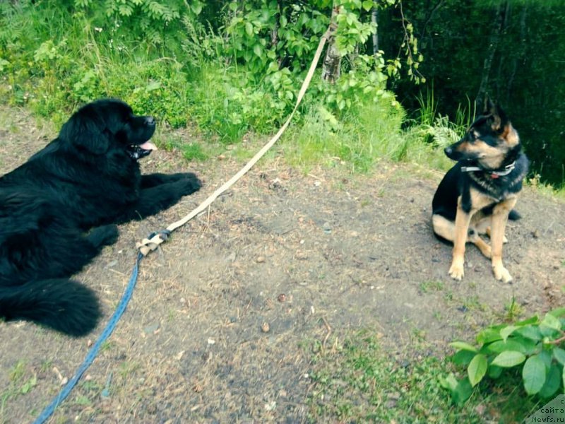 Фото: ньюфаундленд CHarl'z Balu Blek Biar (Чарльз Балу Блек Биар)