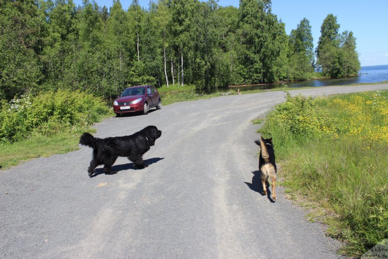 Фото: ньюфаундленд CHarl'z Balu Blek Biar (Чарльз Балу Блек Биар)