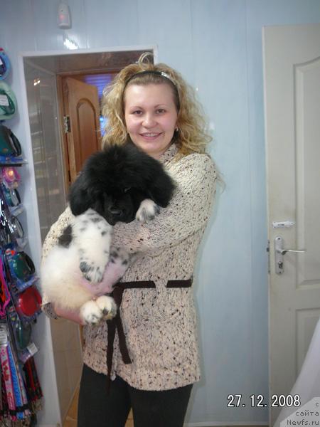 Фото: ньюфаундленд Keeper Soul Dar Moego Serdtsa Daniel (Кипер Соул Дар Моего Сердца Даниель)