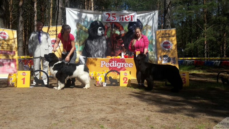 Фото: ньюфаундленд Akvian Song Rosemary (Аквиан Сонг Розмари), ньюфаундленд Arsyela B'yuti (Арсэла Бьюти)