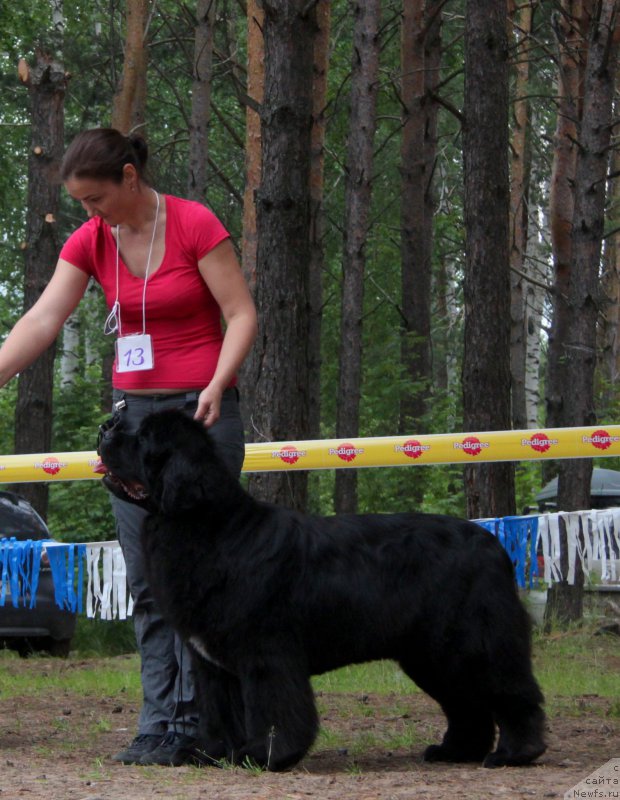 Фото: ньюфаундленд Akvian Song Lavatera (Аквиан Сонг Лаватера)