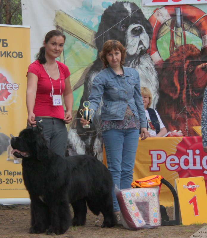 Фото: ньюфаундленд Akvian Song Lavatera (Аквиан Сонг Лаватера)