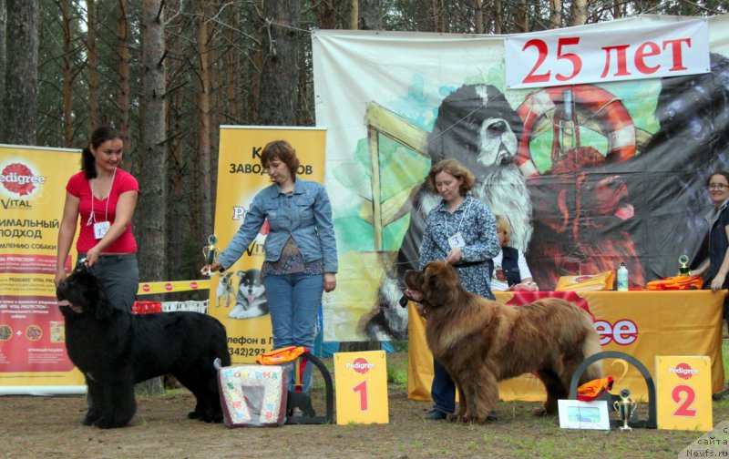 Фото: ньюфаундленд Akvian Song Lavatera (Аквиан Сонг Лаватера), ньюфаундленд Brownblood MSK Hakim Gold Haydar (Браунблад МСК Хаким Голд Хайдар)