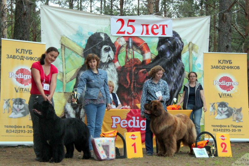 Фото: ньюфаундленд Akvian Song Lavatera (Аквиан Сонг Лаватера), ньюфаундленд Brownblood MSK Hakim Gold Haydar (Браунблад МСК Хаким Голд Хайдар)