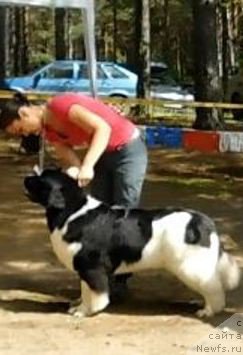 Фото: ньюфаундленд Akvian Song Rosemary (Аквиан Сонг Розмари)