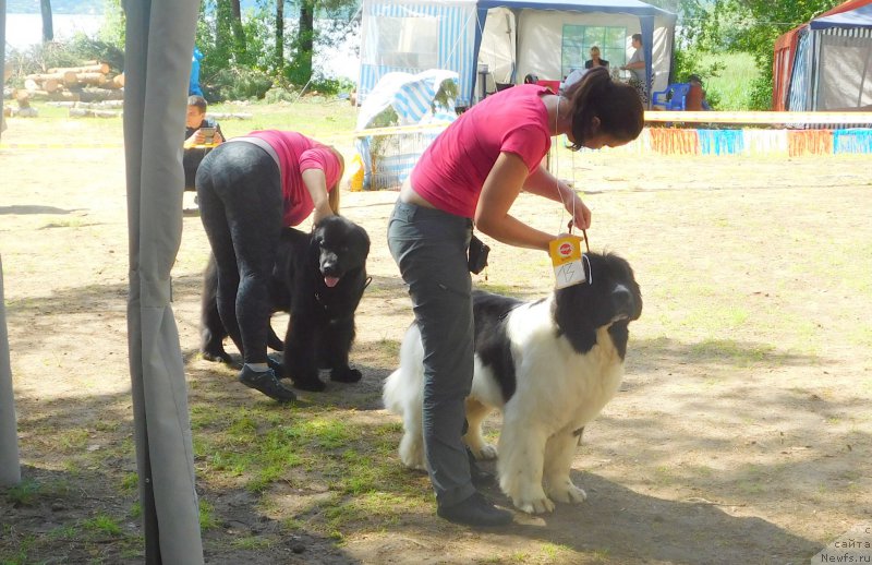 Фото: ньюфаундленд Akvian Song Rosemary (Аквиан Сонг Розмари), ньюфаундленд Arsyela B'yuti (Арсэла Бьюти)