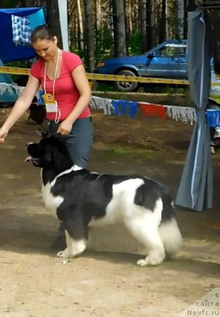 Фото: ньюфаундленд Akvian Song Rosemary (Аквиан Сонг Розмари)