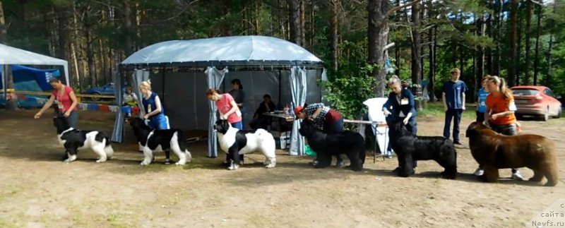 Фото: ньюфаундленд Akvian Song Rosemary (Аквиан Сонг Розмари), ньюфаундленд Keeper Soul New Star (Кипер Соул Нью Стар), ньюфаундленд Moon Brook Dakota (Моон Броок Дакота), ньюфаундленд Moon Brook Good As Gold (Моон Броок Гоод Ас Голд), ньюфаундленд Akvian Song Lavatera (Аквиан Сонг Лаватера), ньюфаундленд Chernyi Sharm Angel'skaya Krasota (Черный Шарм Ангельская Красота)