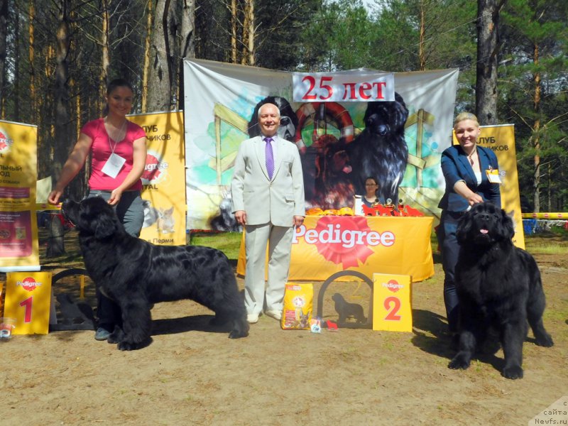 Фото: ньюфаундленд Akvian Song Lavatera (Аквиан Сонг Лаватера)