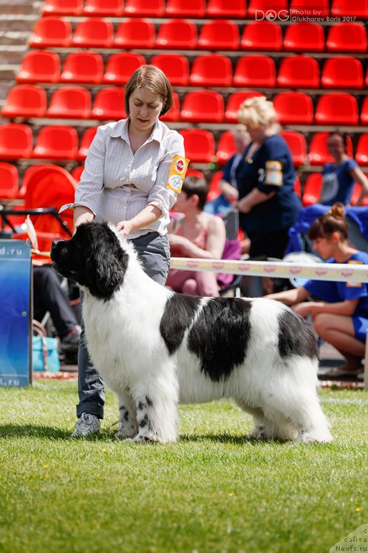 Фото: ньюфаундленд Super Bizon Malina (Супер Бизон Малина)
