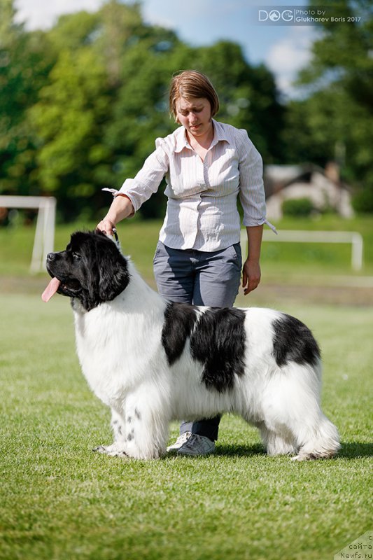 Фото: ньюфаундленд Super Bizon Malina (Супер Бизон Малина)