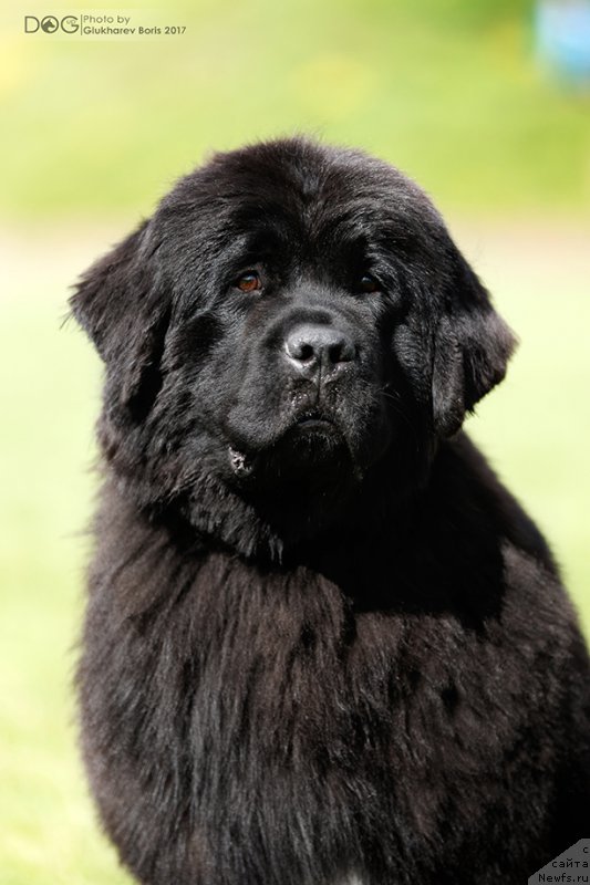 Фото: ньюфаундленд Callistos Black Tulip