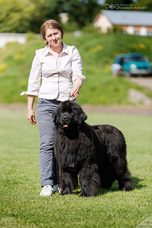 Фото: ньюфаундленд Callistos Black Tulip