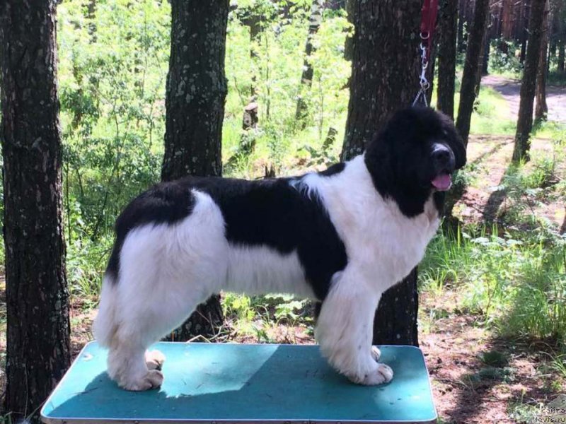 Фото: ньюфаундленд Akvian Song Rosemary (Аквиан Сонг Розмари)