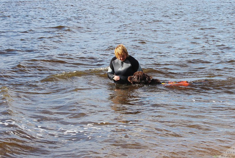 Фото: ньюфаундленд Naomi Tagoliri for Brouwnblood (Наоми Таголири фор Браунблад)