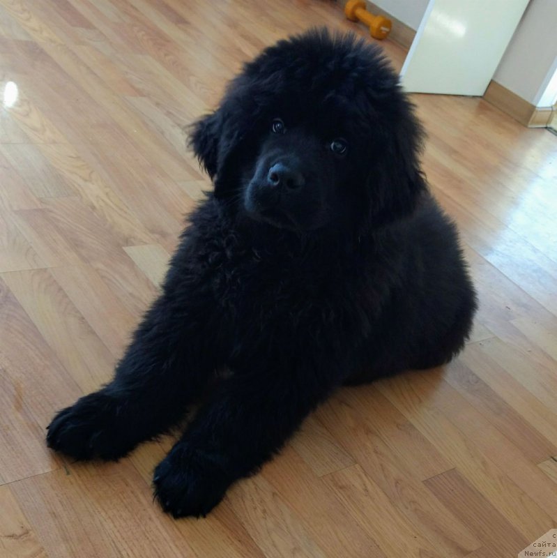 Фото: ньюфаундленд Terra Viktoriya Kevin yes yel' Amor (Терра Виктория Кевин эс эль Амор)