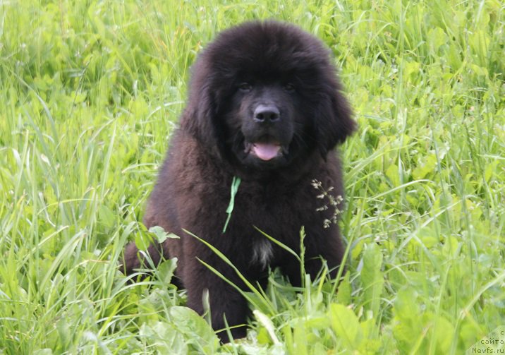 Фото: ньюфаундленд Terra Viktoriya Kiper of Taym (Терра Виктория Кипер оф Тайм)